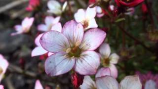 Saxifraga bryoides [upl. by Enelahs956]