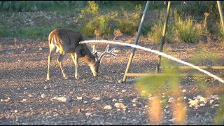 I SHOT 2 BUCKS WITH A BOW IN 1 HUNT [upl. by Alessandra]