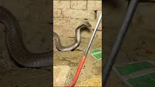 Indian spectacle cobra rescue murliwalahausla ytshorts [upl. by Macleod]