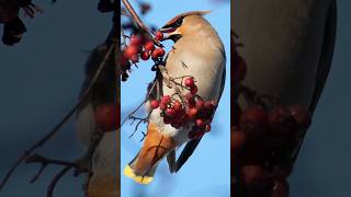 Bohemian Waxwings The Drunk Birds shorts [upl. by Elvira572]