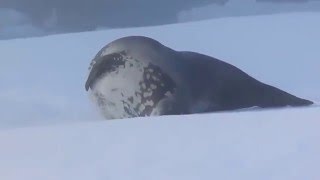 Dancing Weddell seal [upl. by Hellman]