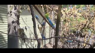 Cleveland Metroparks Zoo Budgerigar [upl. by Ahsik260]