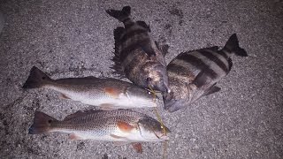 SHEEPSHEAD AND RED FISH BEHIND IBC BANK SPI TEXAS [upl. by Ytsenoh]