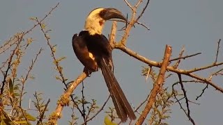 Female Von der Decken’s Hornbill at African River Wildlife  mpalaliveorg  exploreorg [upl. by Aetnahc]