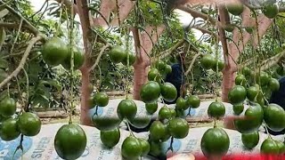 HOW TO  Propagations Avocado tree to fast heavy fruitcloning treeairlayercleafgrafting methode [upl. by Wanids363]