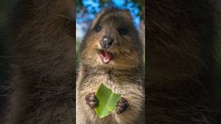 An Australian Quokka 📷 Up Close With the Hasselblad X2D [upl. by Nofpets]