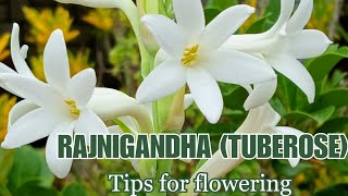 How to Care for RajnigandhaTuberose Plants Tips for Flowering [upl. by Akinam]