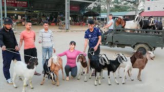 Use 3wheeled Vehicle To Buy Farmers Goat Herd Transport Goats Go To Market Sell  Free Bushcraft [upl. by Anelaf]