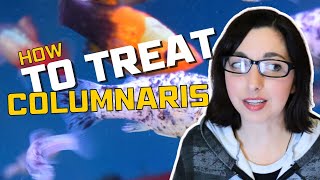 Columnaris  Fish Diseases and Treatment  Sick Fish [upl. by Moonier632]