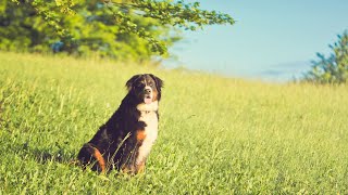 Bernese Mountain Dog Hip Dysplasia Prevention and Treatment [upl. by Sari663]