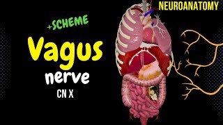 CN 10 Vagus Nerve EASY Schemes  Animation [upl. by Ennovad]