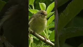 Common chiffchaff song bird song [upl. by Rizas398]