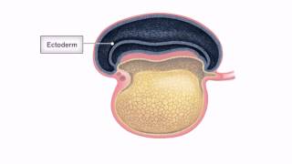 General Embryology  Detailed Animation On Embryonic Folding [upl. by Ettelracs684]