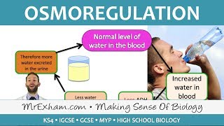 Excretion  ADH and Homeostasis  GCSE Biology 91 [upl. by Melina]