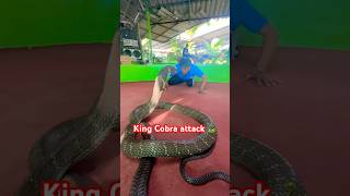 King Cobra Attack 🐍  Venomous Snake  king Cobra  Snake close to man  Scary 😧 snake cobra [upl. by Stine]