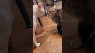 Cat 😺 Fight Voice like shreee subscribe [upl. by Ttiwed]