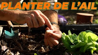 LA PREMIÈRE PLANTATION DU POTAGER  Comment Planter de lAIL [upl. by Wieren]