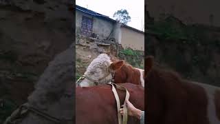 Record the daily life of cattle breeders Camel 445 [upl. by Cicenia569]