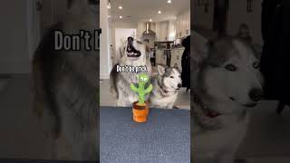 Huskies are confused by mimicking cactus toy goldenretriever husky dog shorts [upl. by Yracaz580]