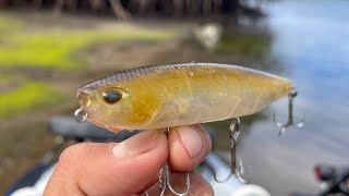 muy ACTIVA la PESCA de PARGOS con PASEANTE en ESTERO [upl. by Acinyt]