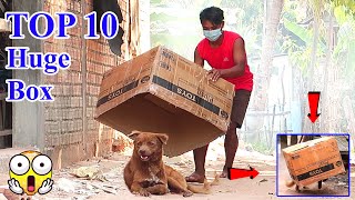 Top 10 Prank Dog Super Huge Box vs Prank Sleep Dogs  Super Funny Must Watch [upl. by Elrahc]