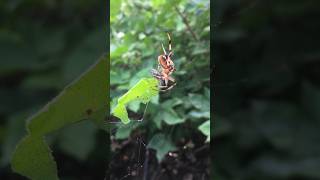 Minuscule real minuscule spiderman spider short shorts shortvideo forest makdi [upl. by Lolande]