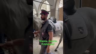 Lipizzaner horse training Vienna Austria Spanish Riding School horse vienna travel [upl. by Tuneberg66]