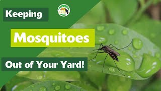 How to Control Mosquitoes in Your Yard [upl. by Gerek]