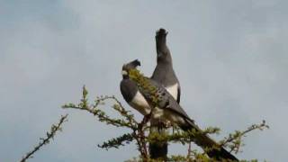 WeißbauchLärmvögel  Whitebellied GoAway Bird [upl. by Lahcar]