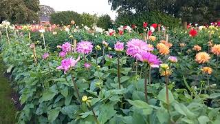 Dahlia Season 2023 our Giant and Large flowered Dahlias are putting on a fabulous October display [upl. by Kyred733]