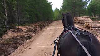 Horse Carriage Ride In The Woods [upl. by Nathanil]