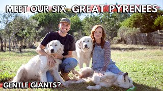 What Its Like Living With SIX Great Pyrenees  Are we crazy [upl. by Eceirtal237]