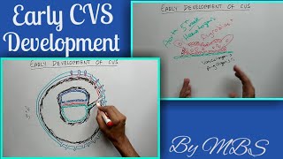 early development of CVS [upl. by Nwadahs]