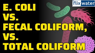 EColi vs Fecal Coliform vs Total Coliform Bateria In Water [upl. by Leiso]