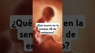 🤔 ¿Qué ocurre en la semana 28 de embarazo 🤰 Síntomas y desarrollo del bebé [upl. by Ylenaj753]