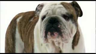 Dogs 101 English Bulldog [upl. by Ydde359]