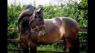 Dengie Horse Feeds Equine Gastric Ulcer Syndrome [upl. by Elton983]