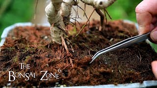 Pruning My Dwarf Schefflera Bonsai The Bonsai Zone June 2019 [upl. by Omocaig]