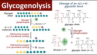 Glycogenolysis  Glycogen Breakdown  Glycogen Metabolism  Carbohydrate Metabolism  Biochemistry [upl. by Lidia]