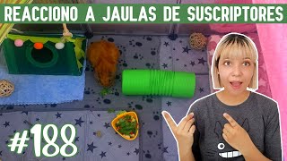 REACCIONO a JAULAS para CUYOS 😃 ¡De mis suscriptores [upl. by Angrist]