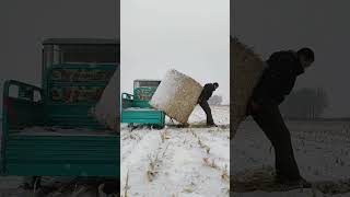 The process of loading circular haystacks by hand [upl. by Bodkin199]