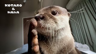 寝てる人間をとんでもない方法で起こしにくるカワウソ How My Otter Wakes Me Up [upl. by Malkah]