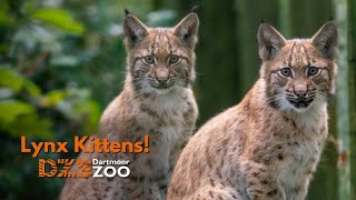 Dartmoor Zoo Lynx Kittens [upl. by Mercado750]