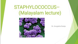 STAPHYLOCOCCUS LECTURE MICROBIOLOGY MALAYALAM  5 MARKS QUESTION PART 1 [upl. by Bloomer351]