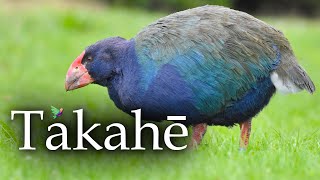 Southern Takahe Song South Island Takahé Takahe Bird [upl. by Ateinotna139]