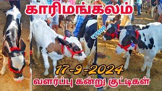 1792024 karimangalam market வளர்ப்பு கன்று குட்டிகள் காரிமங்கலம் மாட்டு சந்தை தருமபுரி மாவட்டம் [upl. by Tobe]