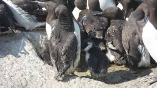 Common murre colony  202415 [upl. by Lanevuj]