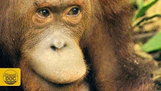 Orangután de Borneo [upl. by Sharyl]