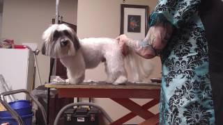 Grooming Demo Havanese AllOver Pet Trim [upl. by Quincy818]