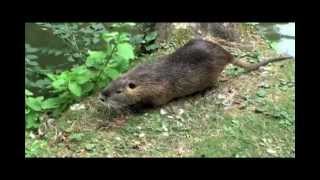 Le ragondin Myocastor coypus [upl. by Erolyat238]